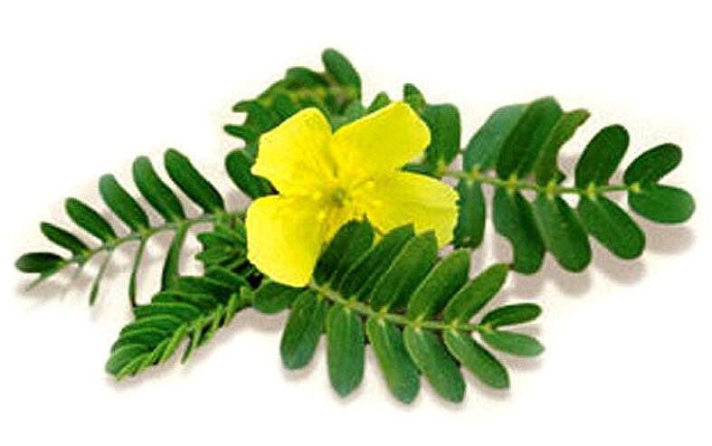 Gluconol zawiera Tribulus terrestris